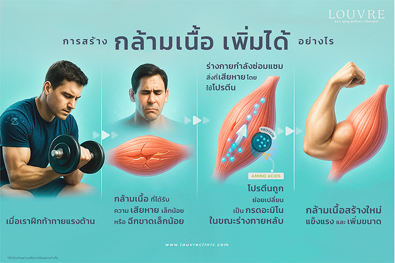 การสร้างกล้ามเนื้อ…เพิ่มได้อย่างไร?